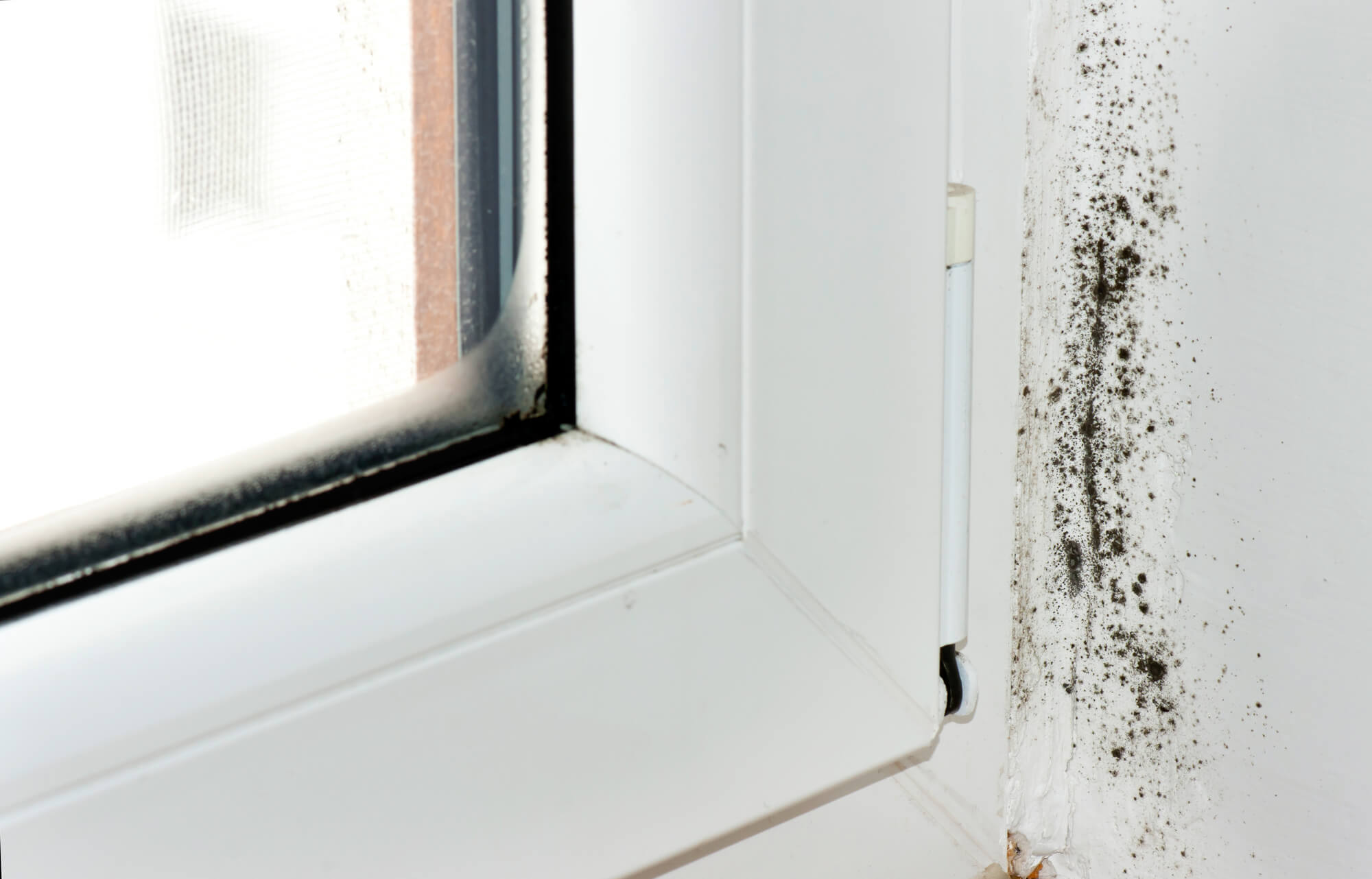 The Importance of Professional Commercial Mold Removal Protecting Your