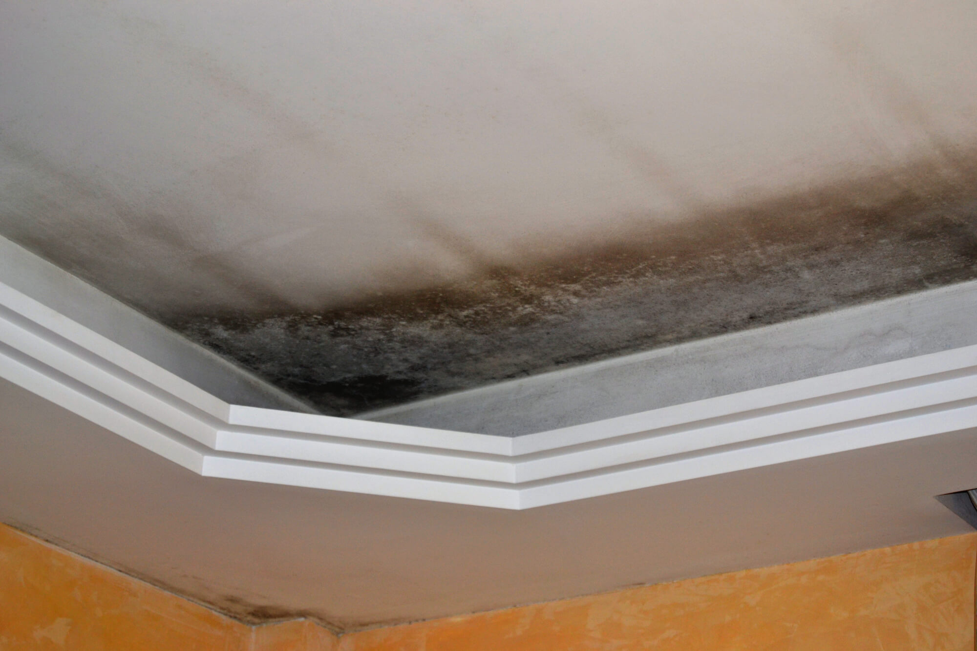 mold on the roof in need of commercial mold removal