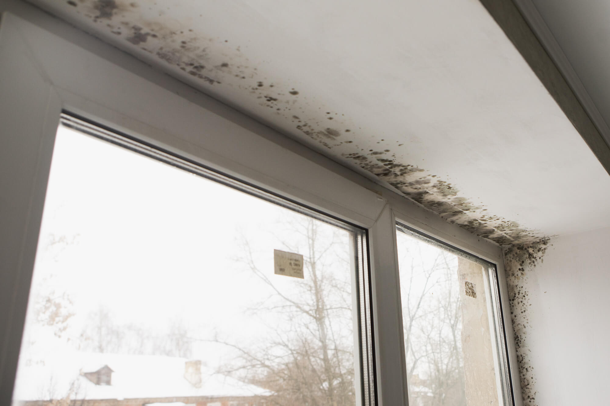 mold on top of a window in need of commercial mold removal
