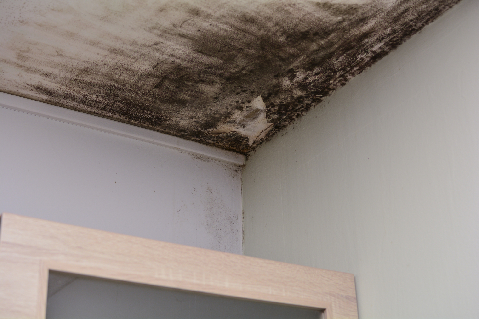 Roof with black mold in need of mold remediation in Georgia