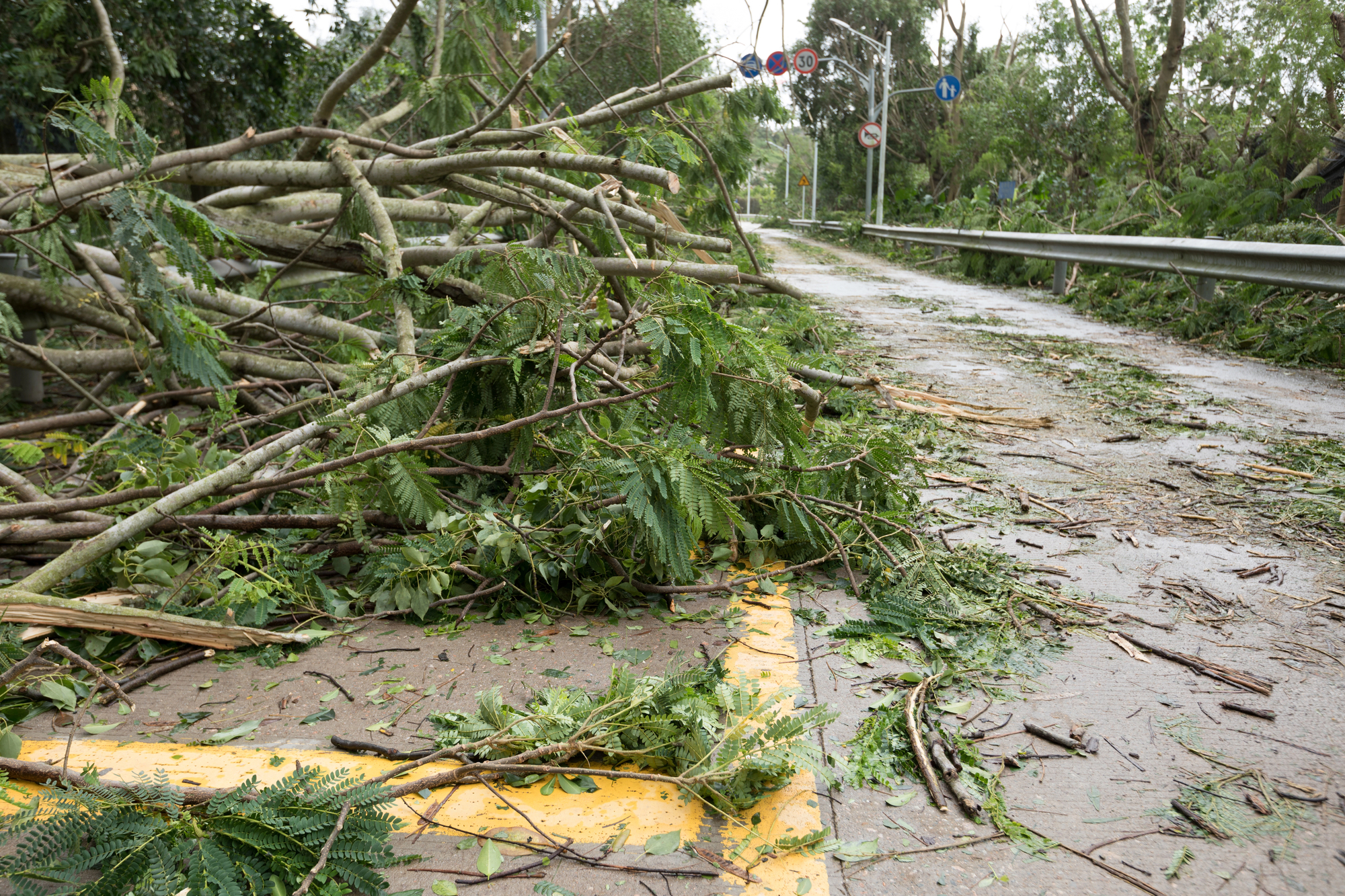 collapsed tree in an area needing storm damage restoration